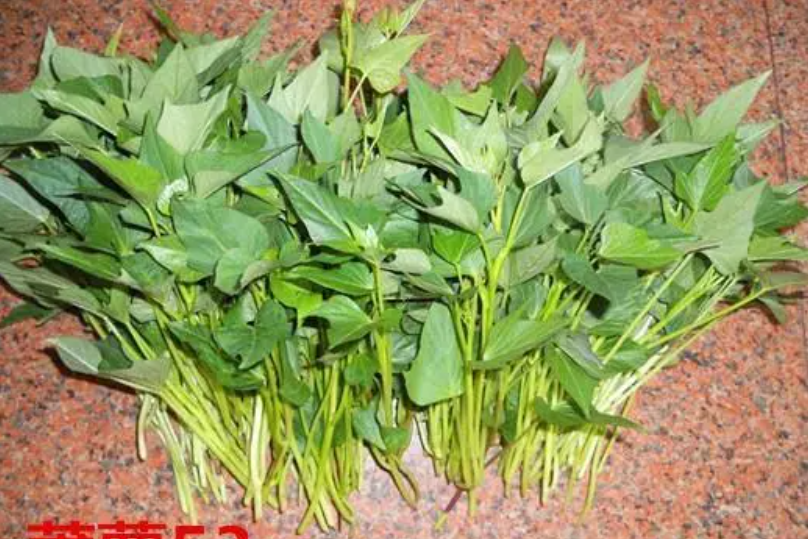 莆薯53 莆薯53