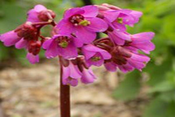 Bergenia cordifolia \x27Winterglut\x27 WINTER GLOW Bergenia cordifolia \x27Winterglut\x27 WINTER GLOW