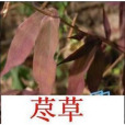 海南藎草