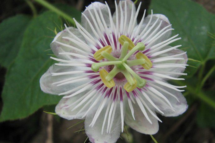 香花果 香花果
