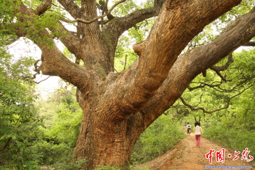 官莊汀江河畔千年古香樟樹