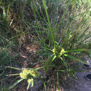 密穗莎草 密穗莎草