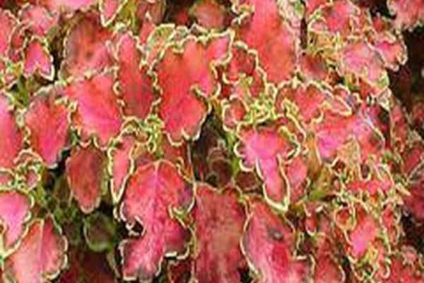 Plectranthus scutellarioides Plectranthus scutellarioides