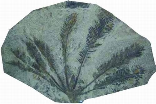 侏羅紀蘇鐵化石