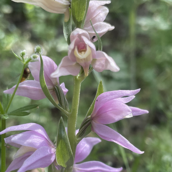Cephalanthera kurdica