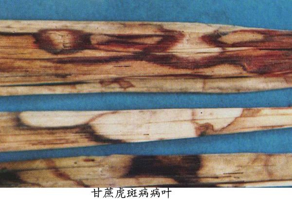 甘蔗虎斑病 甘蔗虎斑病