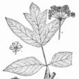 平截獨活 平截獨活