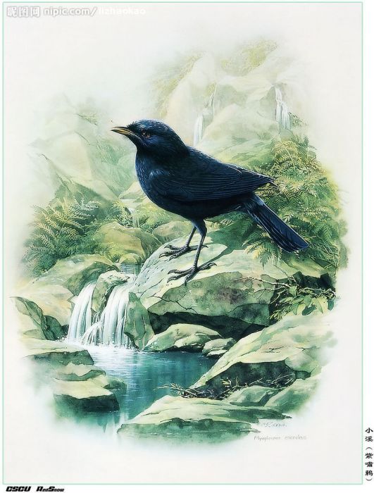 樂園鳥 樂園鳥