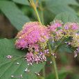 杜虹花(馬鞭草科紫珠屬植物) 杜虹花(馬鞭草科紫珠屬植物)