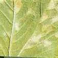 草坪霜霉病 草坪霜霉病