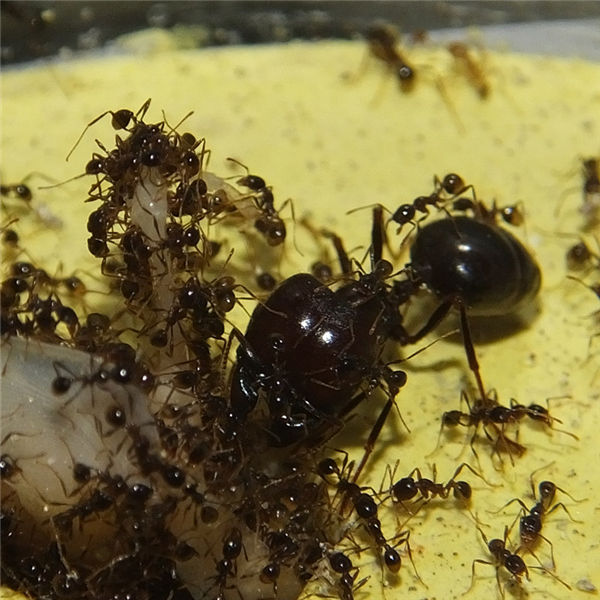 全異盲切葉蟻（Carebara diversa）的大型兵蟻與工蟻正在取食中