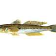 黃鰭刺鰕虎魚(油光魚) 黃鰭刺鰕虎魚(油光魚)