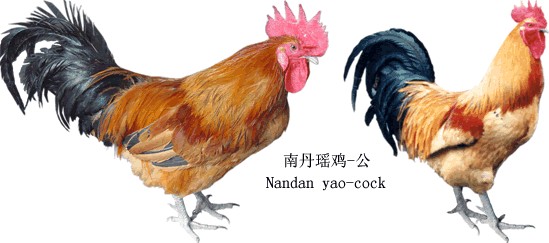 南丹瑤雞（公）