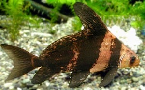 胭脂魚 Myxocyprinus asiaticus（幼體）