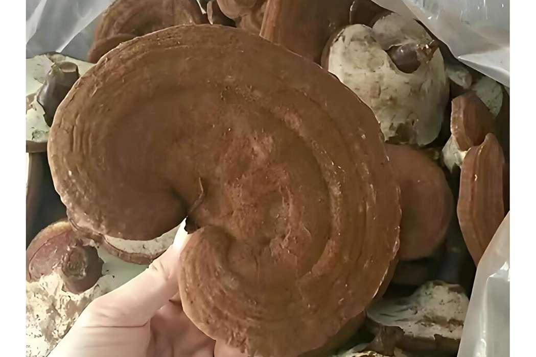 川圓芝1號 川圓芝1號