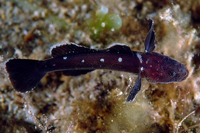 施氏皇后鰕虎魚(Didogobius schlieweni)