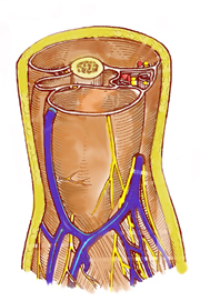 臂部骨筋膜鞘