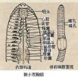 雙胸蚓屬 雙胸蚓屬