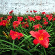 紅寶石(薔薇屬自然變異品種) 紅寶石(薔薇屬自然變異品種)