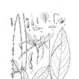 小槐花(豆科落葉固氮植物) 小槐花(豆科落葉固氮植物)