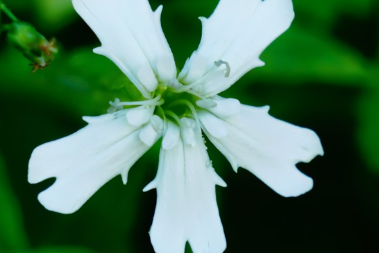 芒康蠅子草 芒康蠅子草