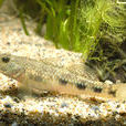 子陵吻鰕虎魚(櫛鰕虎魚) 子陵吻鰕虎魚(櫛鰕虎魚)