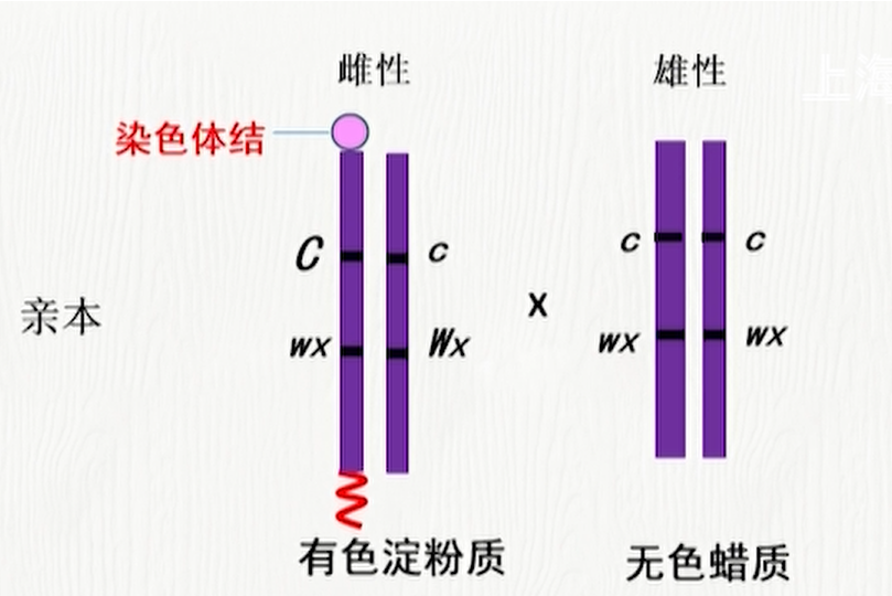 染色體結 染色體結
