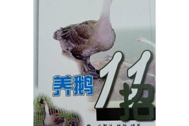養鵝11招 養鵝11招