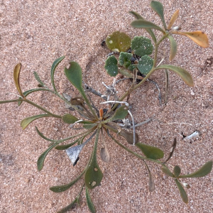 Goodenia maideniana