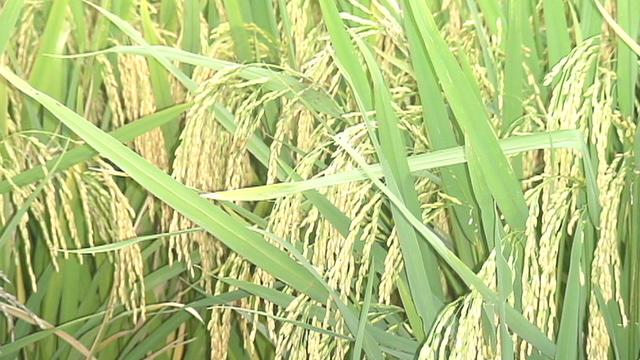 里長村-水稻種植
