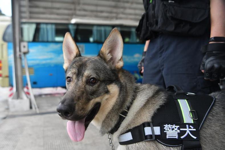 颶風(雲南緝毒犬) 颶風(雲南緝毒犬)