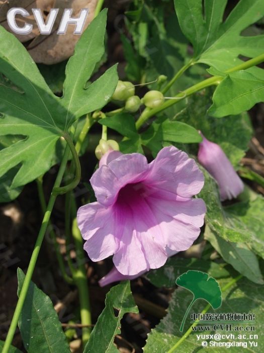 藤商陸(植物) 藤商陸(植物)