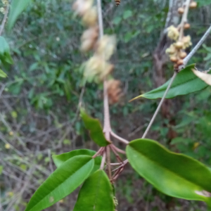 Croton antanosiensis