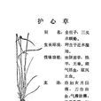 護心草(護心草) 護心草(護心草)