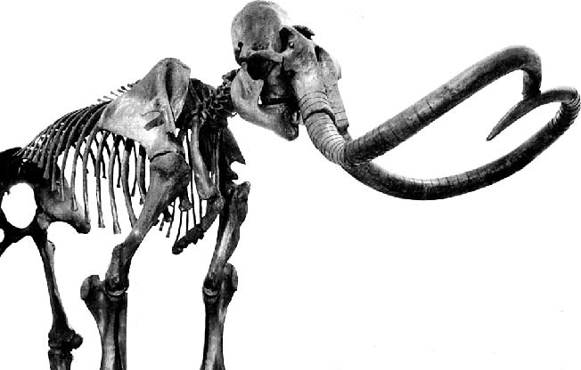 毛象骨骼化石