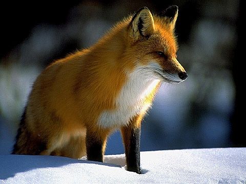 發情期狐狸