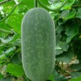 綠寶石11號 綠寶石11號
