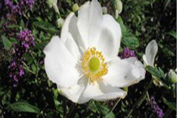 Anemone × hybrida \x27Andrea Atkinson\x27 Anemone × hybrida \x27Andrea Atkinson\x27