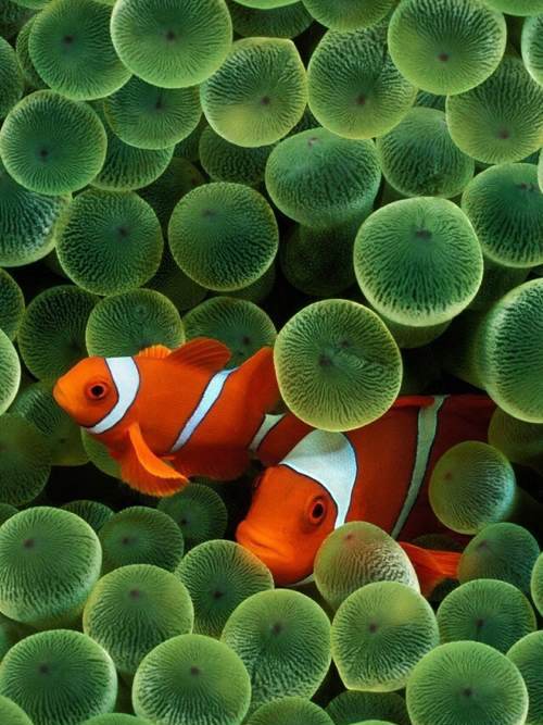 海底金魚 海底金魚