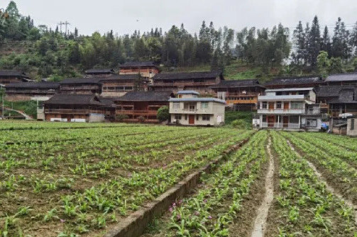 來術村 來術村