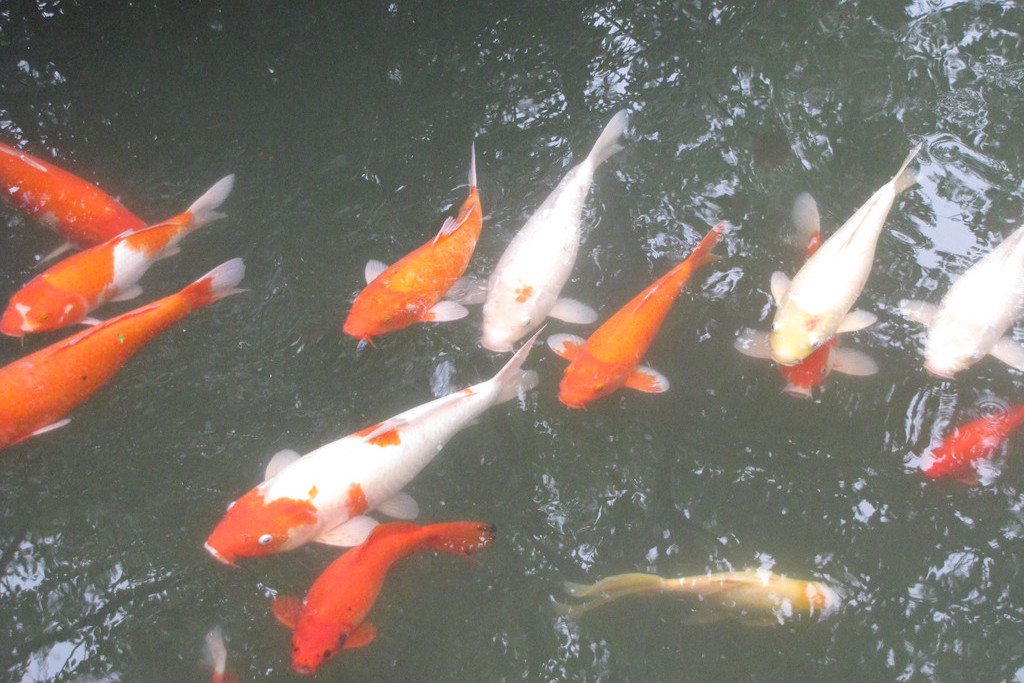 玉泉觀魚 玉泉觀魚