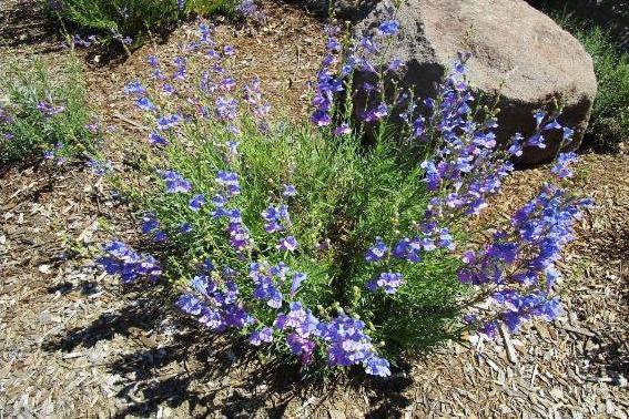 Penstemon heterophyllus \x27Margarita BOP\x27