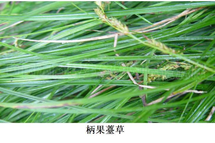 柄果薹草(柄果苔草) 柄果薹草(柄果苔草)
