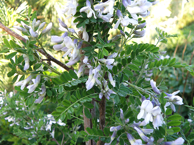 白刺花