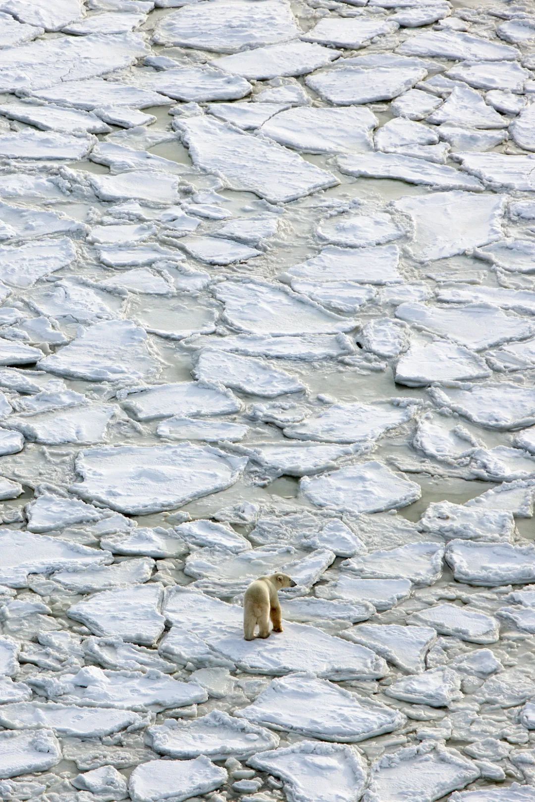 北極是如何形成的？它又將如何影響全球氣候？
