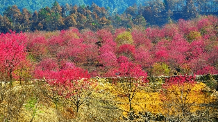櫻花山景圖