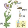 阿片 阿片