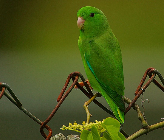 綠腰鸚哥羅賴馬亞種