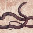 紫灰錦蛇(紅竹蛇)