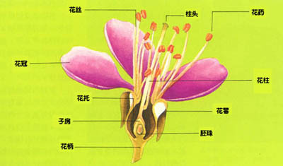 胚珠 組成 構造 結構特徵 類型 中文百科全書